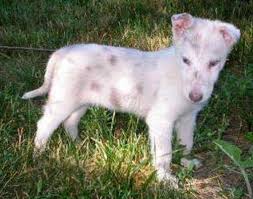 Hector Briz, autor en Brizantinos