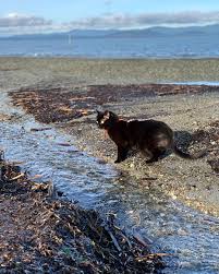 Heads To The Beach To See The Pacific Ocean For The First Time Is Now On Our Pacific Ocean Ocean Beach