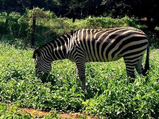 A sprawling recreational park featuring lush botanical gardens, a rescued wildlife sanctuary, and public swimming pools.