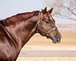 Image result for tbn:tVj6rqcH-AQR9M::www.pregonagropecuario.com.ar/images/caballo_overo.jpg