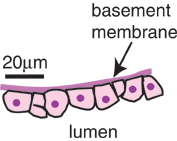 Maybe you would like to learn more about one of these? Connective Tissue The Histology Guide