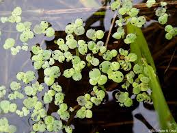 Image result for Spirodela