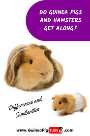 Pin On Guinea Pigs Behavior
