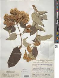 Image result for Caucanthus auriculatus