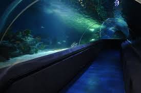 Sea Life Istanbul Akvaryum Indirimli Giris Biletleri