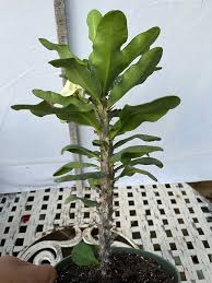 Image result for Euphorbia kilwana