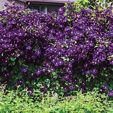 They also make a great addition to a monochromatic white garden. The 27 Best Cold Hardy Clematis Varieties Gardener S Path