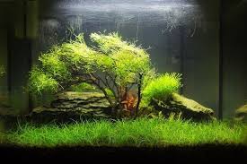 Iwagumi projectit by diego marinelli.kami juga menjual akuarium ukuran lainnya. Aquascape Ideas Setting Aquascape Natural