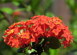 Check spelling or type a new query. Ixora Coccinea Plant Care Flame Of The Woods Flowers
