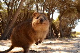Meet The Quokka Australia S Cutest Macropod Happy Animals Quokka Australian Animals