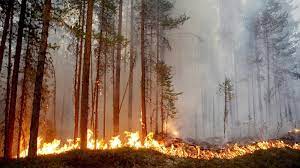 La tasa de incendios forestales anuales se incrementó de 30,7 ha en los años 70 (siglo xx) a más de 11 mil ha en los 90, debido a causas humanas. Incendios Forestales Prevenir Incendios Forestales