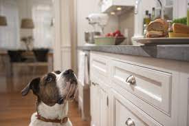 However, you may not know it comes in a broad range of beautiful shades in both cool and warm tones.even if you are not a fan of neutral room colors, light gray walls provide the perfect backdrop for colorful décor and lively wall art. Pet Friendly Kitchen Design How To Design For Dogs At Home
