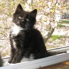 Just Like Kitten Bebee Was Black And White Long Haired Tuxedo Cat Kittens Cutest Black And White Kittens Cats