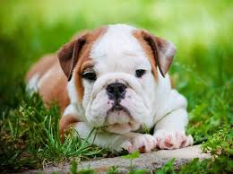 I produce muscular, healthy, hearty olde english bulldogge puppies for sale. Englische Bulldogge Aus Dem Tierheim Adoptieren