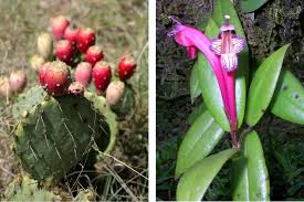 Instead many have developed hard spikes, which both minimise evaporation and keep pesky animals away. 17 1 2 1 Adaptations To Reduce Transpiration Biology Libretexts
