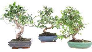 These bonsai tree are customizable and available in all plant varieties. Bonsai Shops Clubs And Artists Near You Bonsai Empire