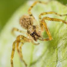 Image result for große winkelspinne biss haut reaktion