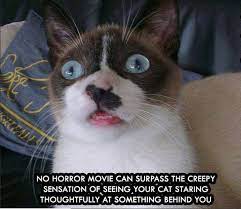 Security Check Required Funny Cat Jokes Cats Crazy Cats