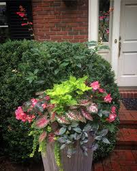 Bone meal makes the soil more alkaline. Spring Container Garden Salvia Ember S Wish Coleus Begonia Caladium Hemigraphis Oak Street Garden Shop And Local Market