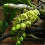 Image result for Rhipidoglossum densiflorum