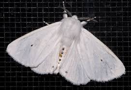 Black And White Striped Caterpillar Virginia Moth In A Fur Coat Virginia Tiger Moth By Modo Frodo S Cabinet Of Curiosities Via Flickr Cute Moth Pictures Of Moths Moth Art