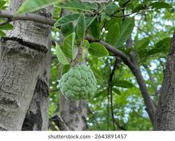 Image result for Annonaceae