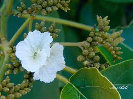 Image result for Cordia afra