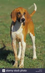 De français blanc et noir, de français blanc et ben je op zoek naar meer informatie over het trainen van je français blanc et orange? Grosser Anglo Franzosischer Weiss Und Orange Hound Oder Grand Anglo Francais Blanc Et Orange Mannlichen Stehen Im Feld Stockfotografie Alamy