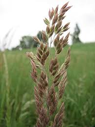 Image result for Holcus