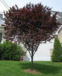 Maybe you would like to learn more about one of these? The Garden The Ubiquitous Burgundy Tree Purple Leaf Plum Tree Purple Plum Tree Flowering Plum Tree