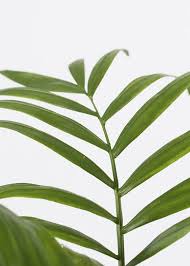 Image result for Chamaedorea elegans