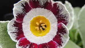 Royal mail star wars™ presentation pack trilogy. Happy Star Wars Day 8 Plants To Celebrate May The Fourth Stuff Co Nz