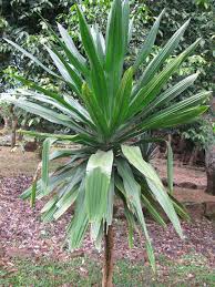 Image result for Dracaena steudneri