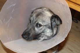 Once you have cleaned out your dog's wound, you want to make sure that they avoid licking it. How To Stop A Dog From Licking Its Wound Big Dog Little Adventures