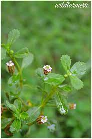7 Top Medicinal Uses Of Phyla Nodiflora Poduthalai Lippia Nodiflora Wildturmeric Ayurvedic Plants Medicinal Plants Herbal Plants