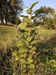 Monarch butterflies lay their eggs on just one type of plant, and that's milkweed (genus asclepias). Collecting And Fall Planting Milkweed For Monarchs Answerline Iowa State University Extension And Outreach