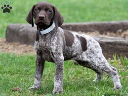 Image Result For German Short Hair German Shorthaired Pointer Dog Pointer Puppies Pointer Dog