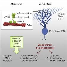 Nowe inspiracje polecane przez stylową redakcję. Myosin Vi Drives Clathrin Mediated Ampa Receptor Endocytosis To Facilitate Cerebellar Long Term Depression Sciencedirect