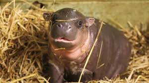 Miata is the first baby pygmy hippo born after four years. Pygmy Hippo Zooborns