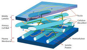 Plant cell wall vs animal extracellular matrix. The Extracellular Matrix And Cell Wall Article Khan Academy