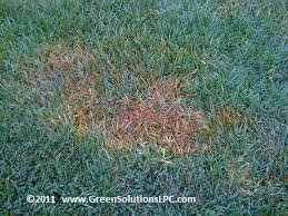 It has thick course fast growing blades. Disease In Your St Augustine Or Zoysia Grass Green Solutions Lpcgreen Solutions Lpc