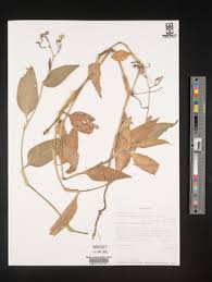 Image result for Aneilema aequinoctiale