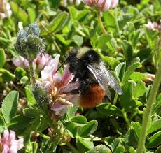 Image result for Bombus monticola