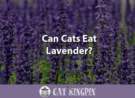 Don't be too heavy handed with smells which are supposed to be calming scents for cats. Can Cats Eat Lavender Cat Kingpin