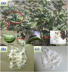 Image result for Aeollanthus myrianthus