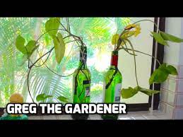 Methods 2 using wine bottles to grow plants 3 cutting wine bottles wine bottles also make excellent and natural flower vases. Growing A Vine In A Bottle Gregthegardener Youtube