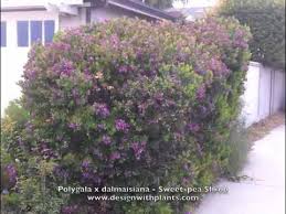 Image result for Polygala petitiana