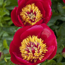 Soluzione sono simili alle rose. 15 Beautiful Varieties Of Peony