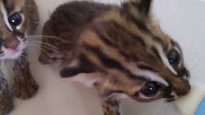 Kucing untuk dijual kucing hutan untuk dijual. Kucing Hutan Lahap Minum Susu Youtube