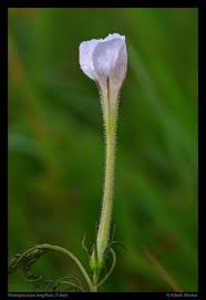 Image result for Rhamphicarpa